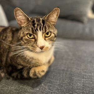 Meet your Posher, Sam